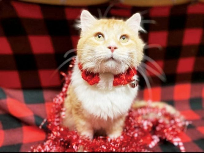 Humane Society closes due to COVID-19